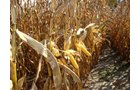 Property photo 4 - 145+/- Acres Offered in 6 Tracts Real Estate Auction